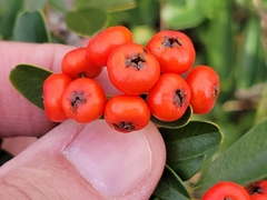 Pyracantha koidzumii