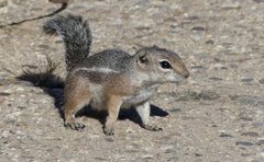 Ammospermophilus harrisii