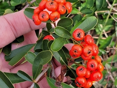 Pyracantha koidzumii
