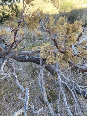 Juniperus deppeana deppeana