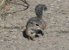 Ammospermophilus harrisii