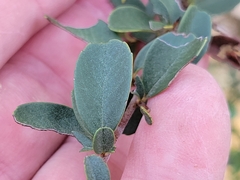 Pyracantha koidzumii