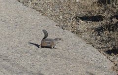 Ammospermophilus harrisii