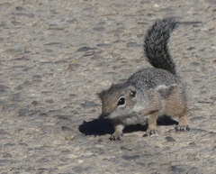 Ammospermophilus harrisii