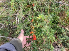 Pyracantha koidzumii