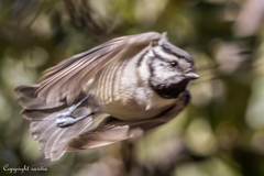 Baeolophus wollweberi