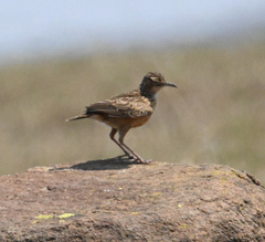 Chersomanes albofasciata