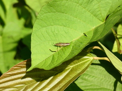 Raphirhinus phosphoreus