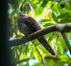 Macropygia phasianella