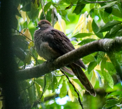Macropygia phasianella