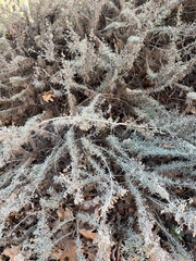 Artemisia californica