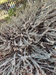 Artemisia californica