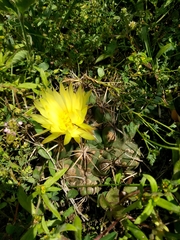 Coryphantha pycnacantha