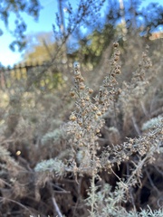 Artemisia californica