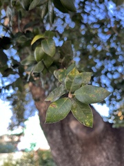 Quercus chrysolepis