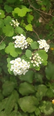 Spiraea trilobata