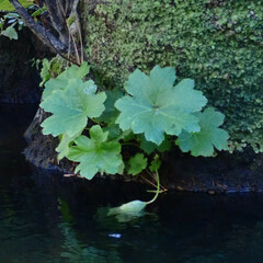 Darmera peltata