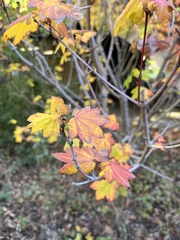 Acer circinatum