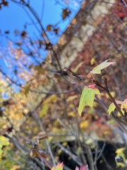 Acer circinatum