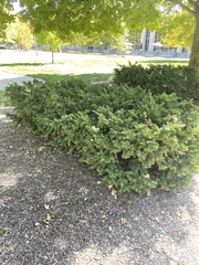 Taxus cuspidata