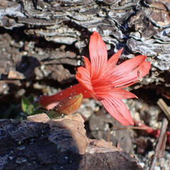 Epilobium canum