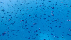 Odonus niger