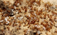Pheidole hyatti
