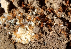 Pheidole hyatti