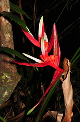 Heliconia angusta