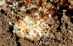 Pheidole hyatti