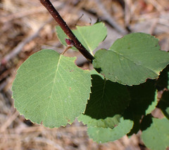 Amelanchier utahensis