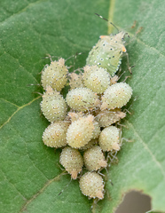 Arvelius albopunctatus