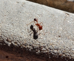 Pogonomyrmex californicus