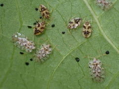 Corythucha marmorata