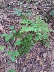 Adiantum shastense