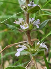 Ajuga australis
