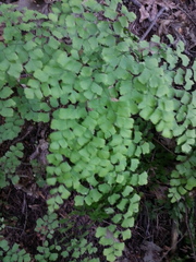 Adiantum shastense
