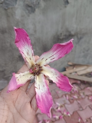 Ceiba speciosa