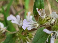 Ajuga australis
