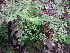 Adiantum shastense