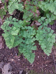 Adiantum shastense