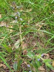 Ajuga australis