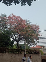 Ceiba speciosa