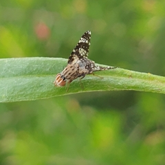 Austrotephritis poenia