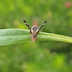 Austrotephritis poenia