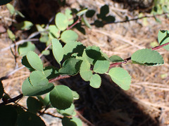 Amelanchier utahensis