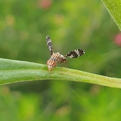 Austrotephritis poenia