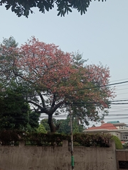 Ceiba speciosa