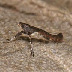 Caloptilia stigmatella