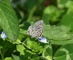 Leptotes pirithous